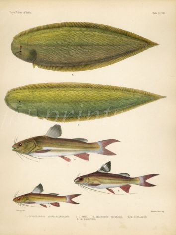 FOUR-LINED & LARGE SCALE SOLE, STRIPED DWARF & REDTAIL CATFISH print