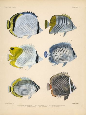 VAGABOND, ATOLL, PEPPERED, MELON & REDTAIL BUTTERFLYFISH print
