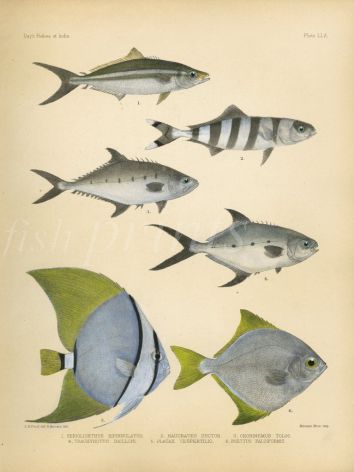 RAINBOW RUNNER, PILOTFISH, QUEENFISH, SPOTTED DART, OBICULAR BATFISH, FULL MOONEY print