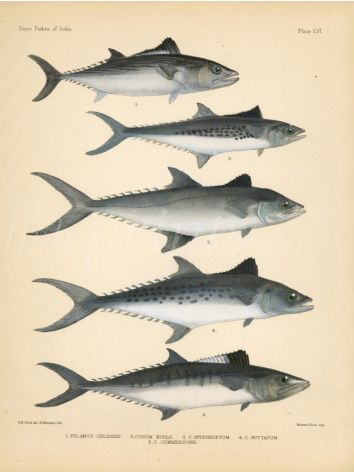 EASTERN PACIFIC BONITO, INDO-PACIFIC MACKEREL, NARROW-BARRED MACKEREL print