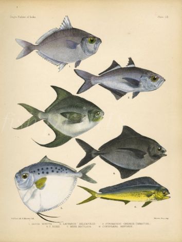 TOOTHPONY, FALSE TREVALLEY, SILVER & BLACK POMFRET, MOONFISH, DOLPINFISH OR DORADO print