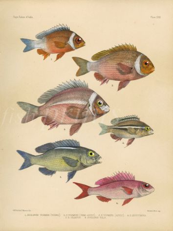 WHITECHEEK MONACLE, PEARLY & SAWJAWED BREAM, THREADFIN print