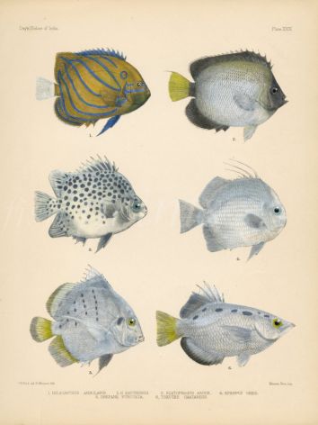 YELLOWTAIL ANGELFISH, SPOTTED SCAT, ORB, SICKLEFISH &  SPOTTED ARCHERFISH print