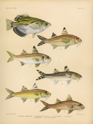 SMALLSCALE ARCHERFISH, BENSASI, FRECKLED GOATFISH print