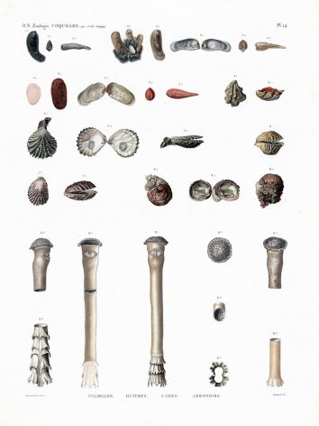 H.N. ZOOLOGIE - COQUILLES PLATE 14:  VULSELLES, HUITRES, CAMES, ARROSOIRS shell print 1821 - 1830