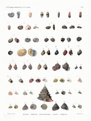 H.N. ZOOLOGIE - COQUILLES PLATE 5: BULLES, NERITES, PHASLANELLES, SABOTS, TROQUES shell print 1821 - 1830