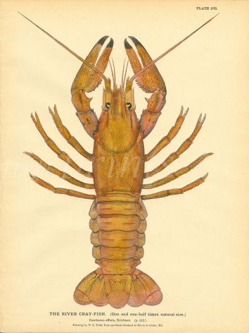 TODD: THE RIVER CRAYFISH print 1844