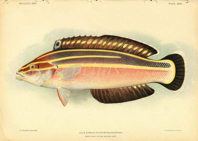 STRIPED WRASSE print (Julius Eydouxi Cuvier)