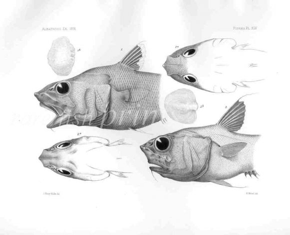 MACRURUS BULBICEPS & BUCEPHALUS - Garman deep sea fish print