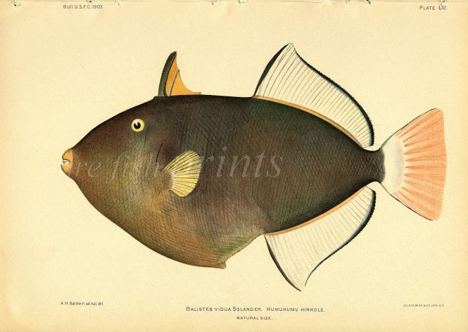 PINKTAIL TRIGGERFISH print (Balistes Vidua Solanda)