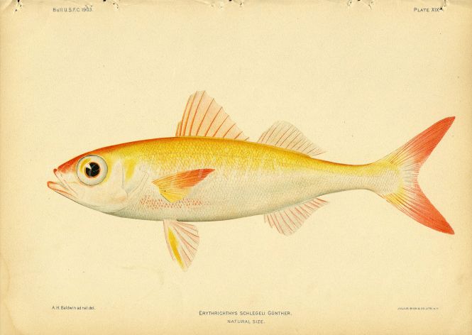 JAPANESE RUBYFISH print (Erythrichthys Schlegeli)