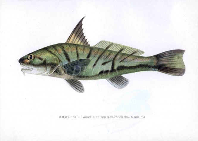 THE KINGFISH print