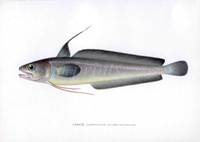 THE HAKE print