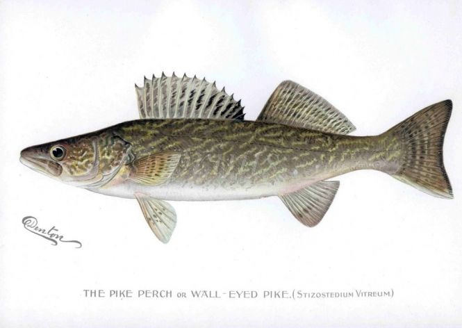 THE PIKEPERCH OR WALL-EYED PIKE print