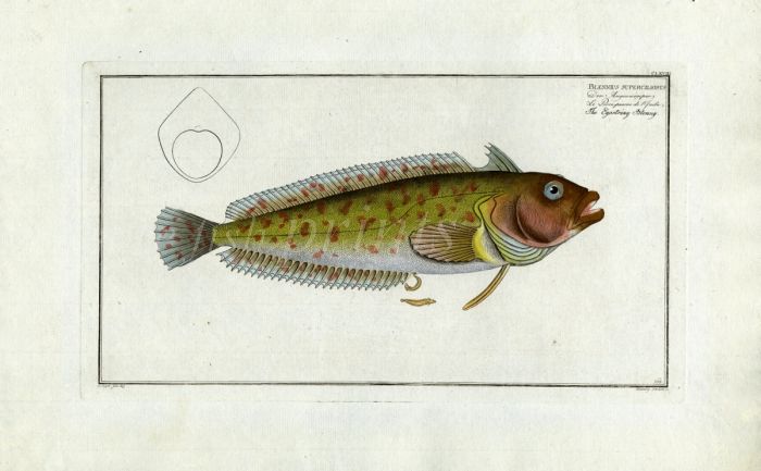 THE EYESTRINY BLENNY Bloch fish print ( Blennius Superciliosus)