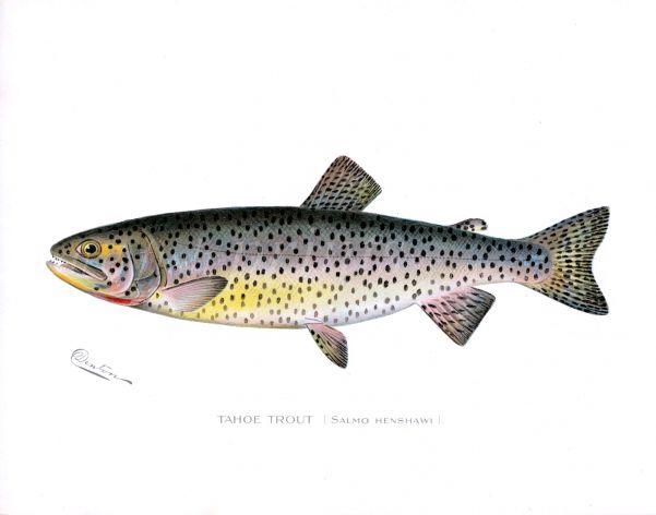 THE TAHOE TROUT print (Salmo Henshawi)