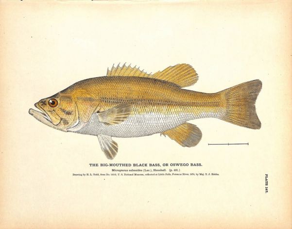 THE BIG-MOUTHED BASS print