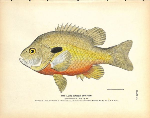 THE LONG-EARED SUNFISH print