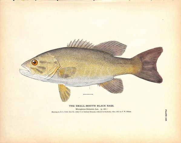 THE SMALL-MOUTHED BASS print