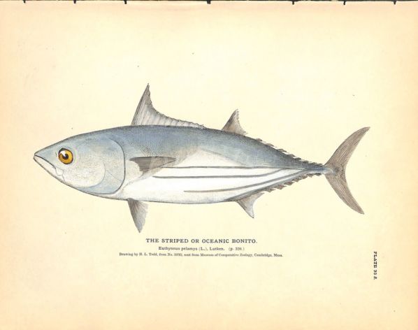 THE STRIPED BONITO OR OCEANIC BONITO print