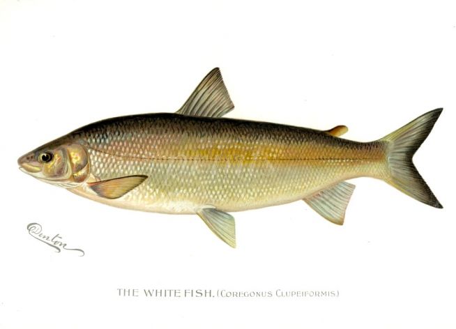 THE WHITE FISH print