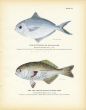THE BUTTERFISH or DOLLAR- FISH print & THE LOG-FISH or BLACK RUDDER-FISH print