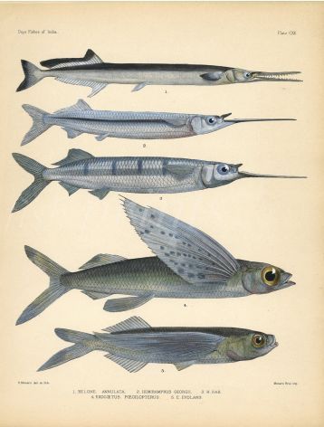 GARFISH, HALFBEAK & FLYING FISH print
