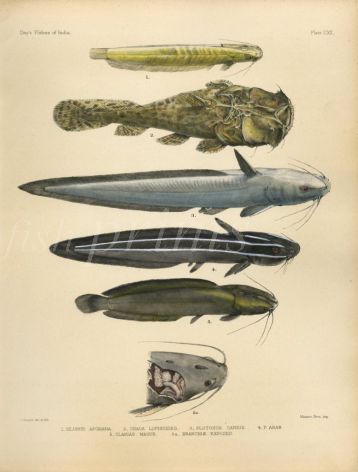 AFGHANA, SQUAREHEAD, GREY & STRIPED EEL CATFISH print