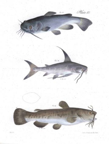 BROWN, OCEANIC, COMMON CATFISH print