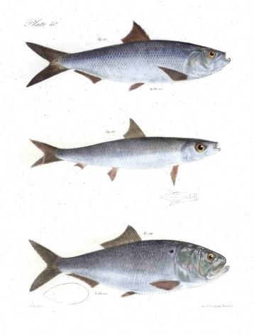 THE HERRING & SHADINE fish prints