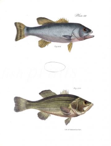 THE GROWLER & BLACK HURON fish print