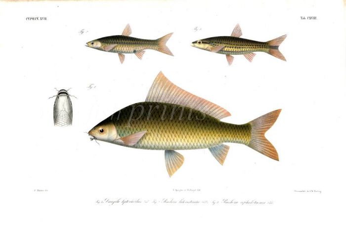 DANGILA LEPTOCHEILUS & RASBORAS carp print