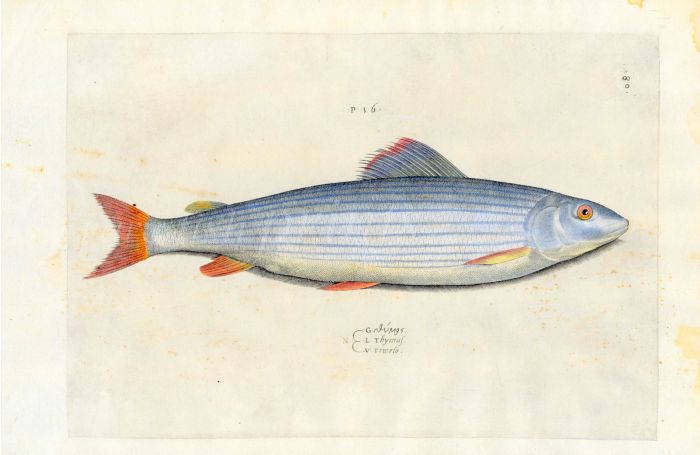 SALVIANI - THE GRAYLING fish print (Thymus - Thymallus thymallus) 1554