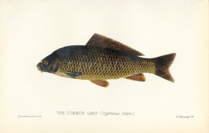 COMMON CARP print (Cyprinus Carpio)