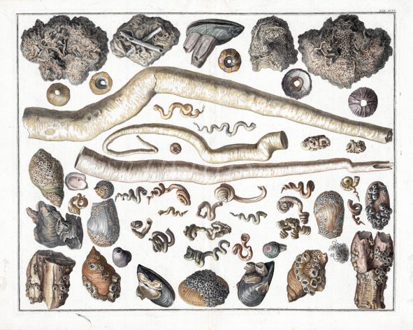 SEBA - MARINE LIFE: SEA WORM TUBES AND BARNACLES ON STONES AND MOLLUSC SHELLS print ( POLCHAETA & CIRRIPEDIA) 1724 -1769