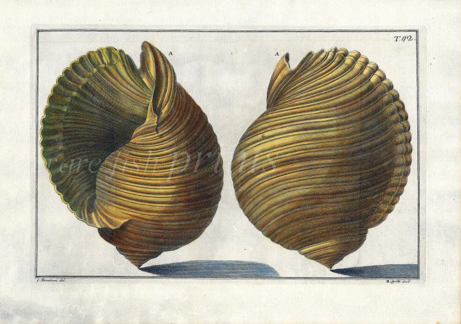 GUALTIERI - CONCHOLOGY: TAB 42 SHELL print 1742