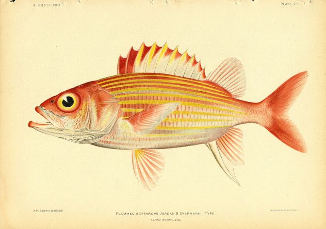 YELLOW STRIPED SQUIRRELFISH print (Flammo Scythrops - Jordan)