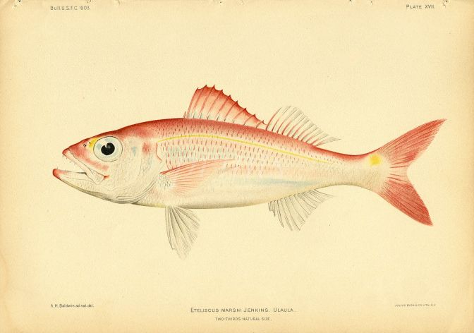 SHORT-TAILED RED SNAPPER print (Eteliscus Marshi Jenkins) 