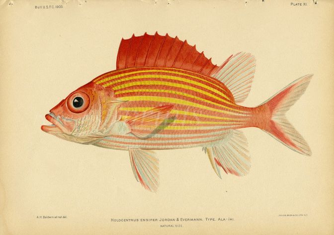 YELLOWSTRIPED SQUIRRELFISH print (Holocentrus Ensifer - Jordan)