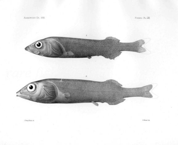 ALEPOCEPHALUS - Garman deep sea fish print
