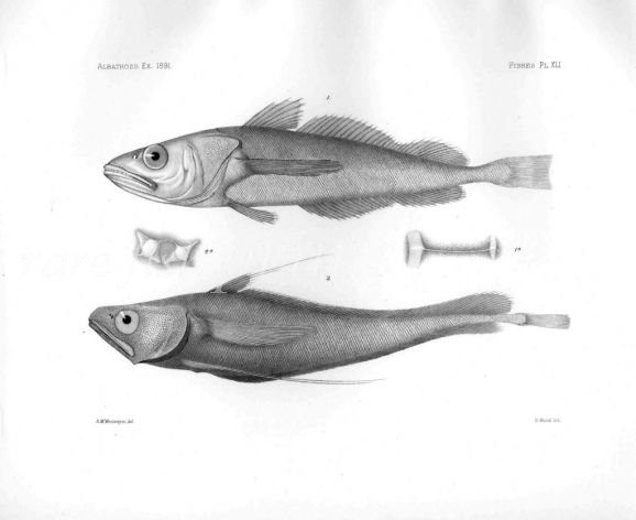MERLUCCIUS & LEPTOPHYCIS - Garman deep sea fish print